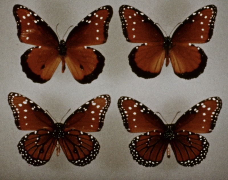 4 butterflies